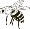 honey element